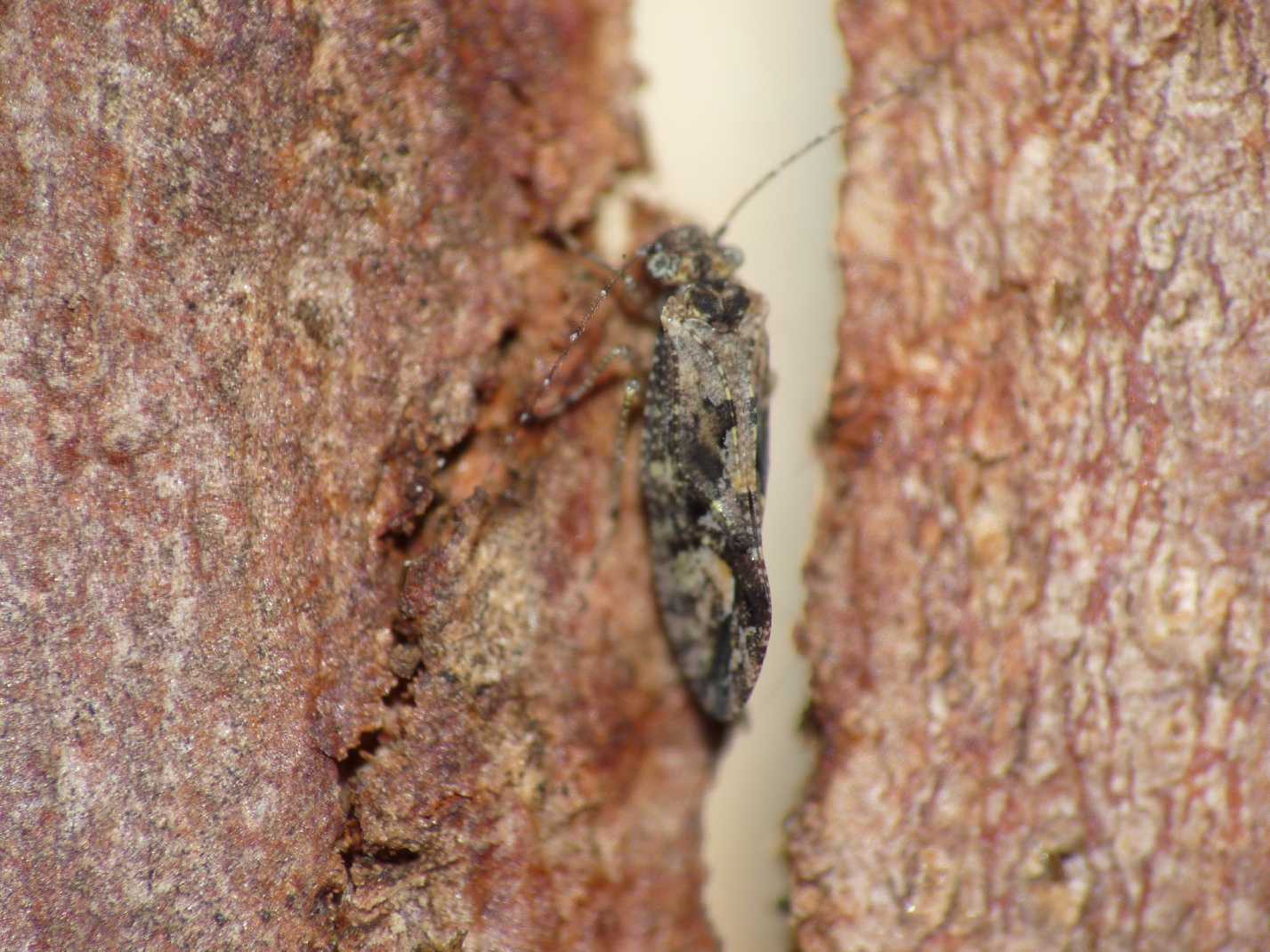 Insettino dubbio: Psocoptera (adulto alato)